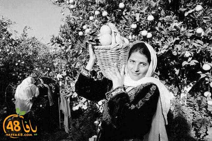 jaffa orangeej (1).jpg